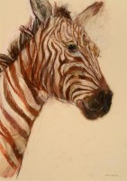 Lara Scouller Zebra